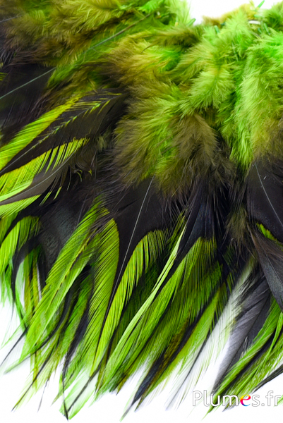 Coq flammé - 10-15 cm - lime